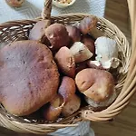 Tygiel Krzywa, Beskid Niski *